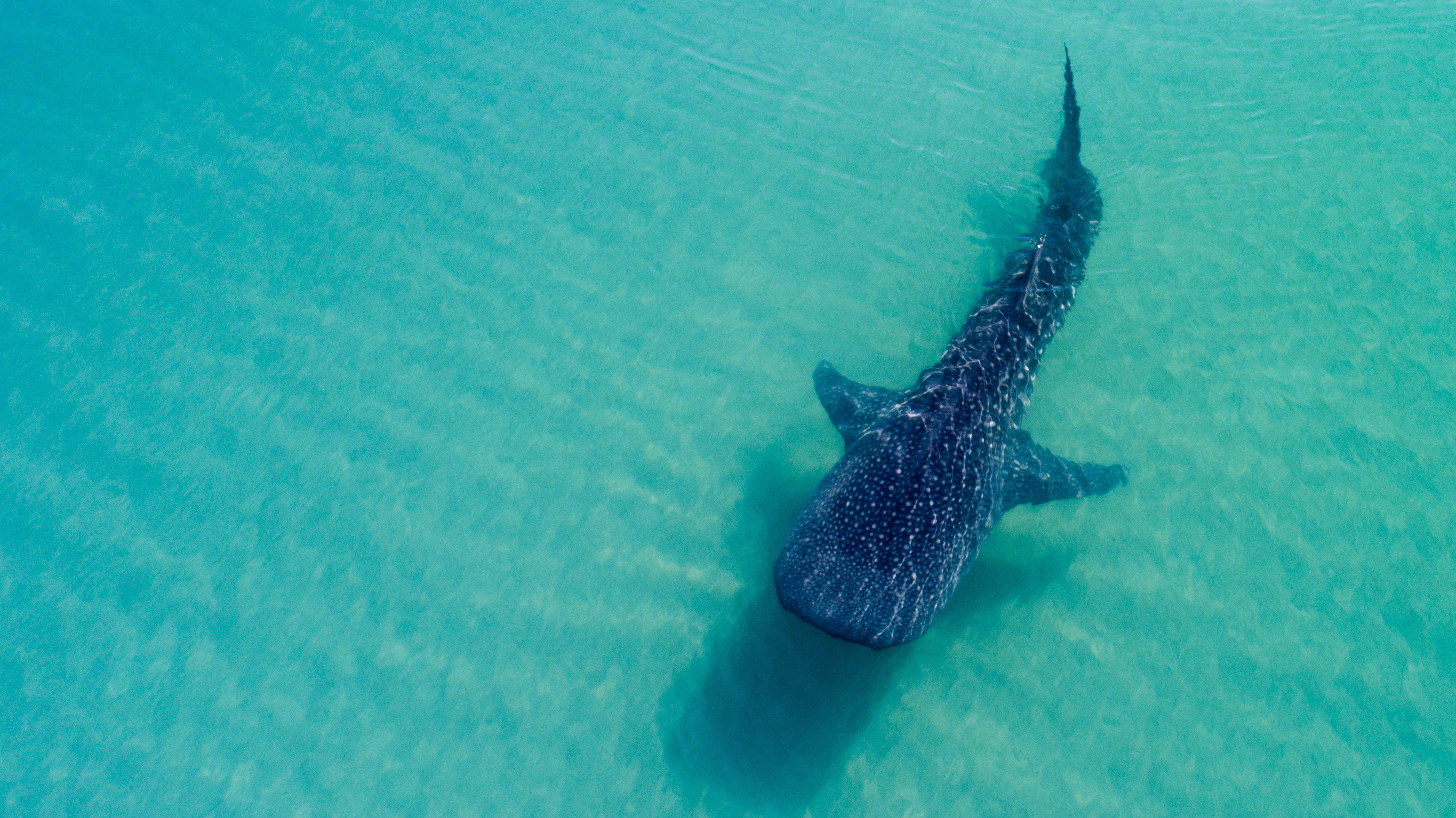 Whale Shark (rhincodon typus) swimming near the surface. La Paz Baja California sur, Mexico.