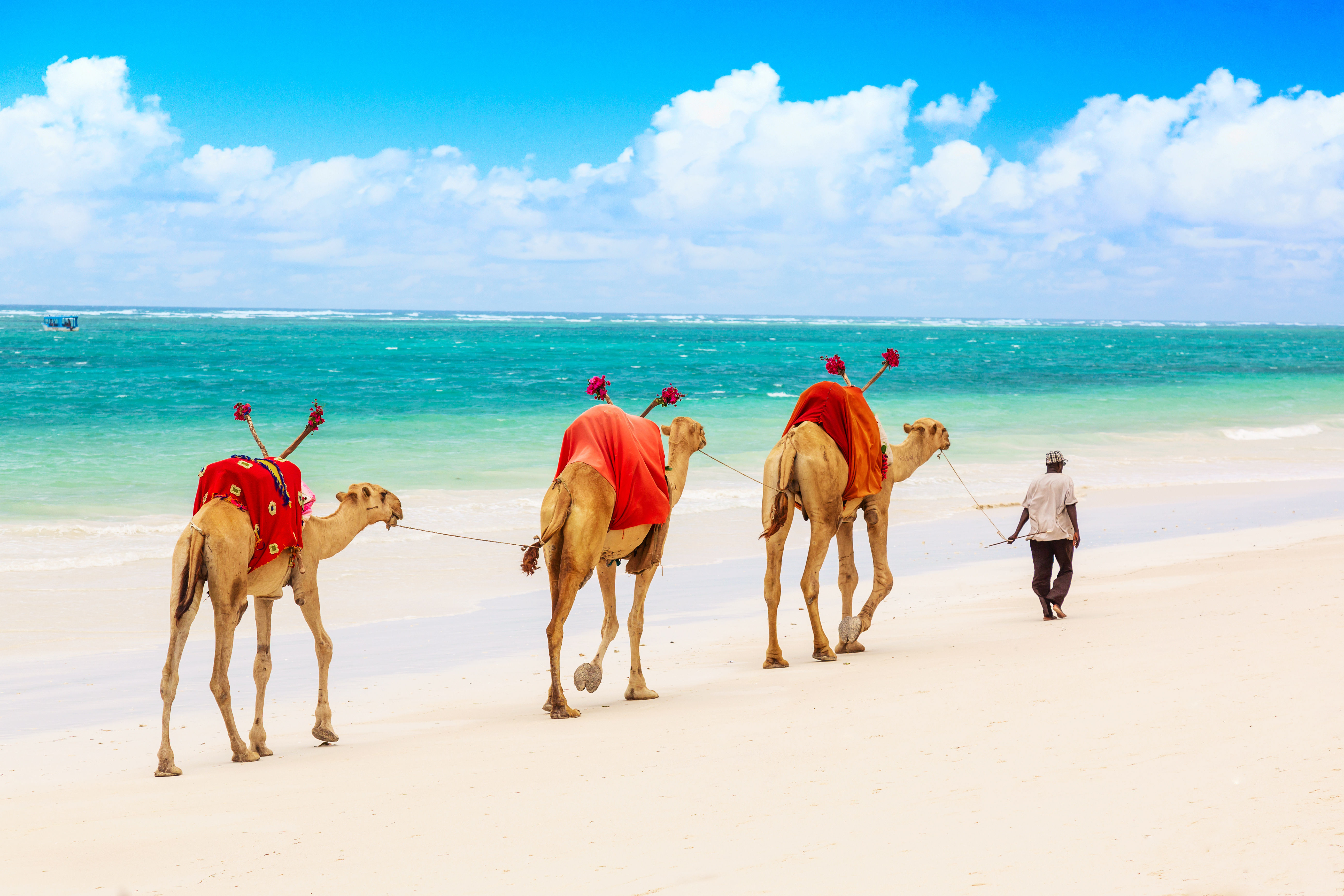 Camels on African Indian Ocean white sand beach with clear blue waters.