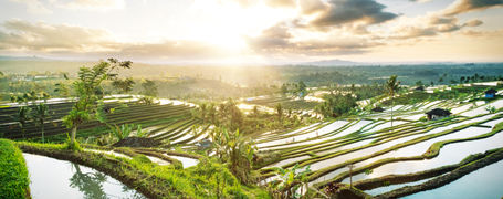 Beautiful sunrise over rice terraces in Bali Province, Indonesia.