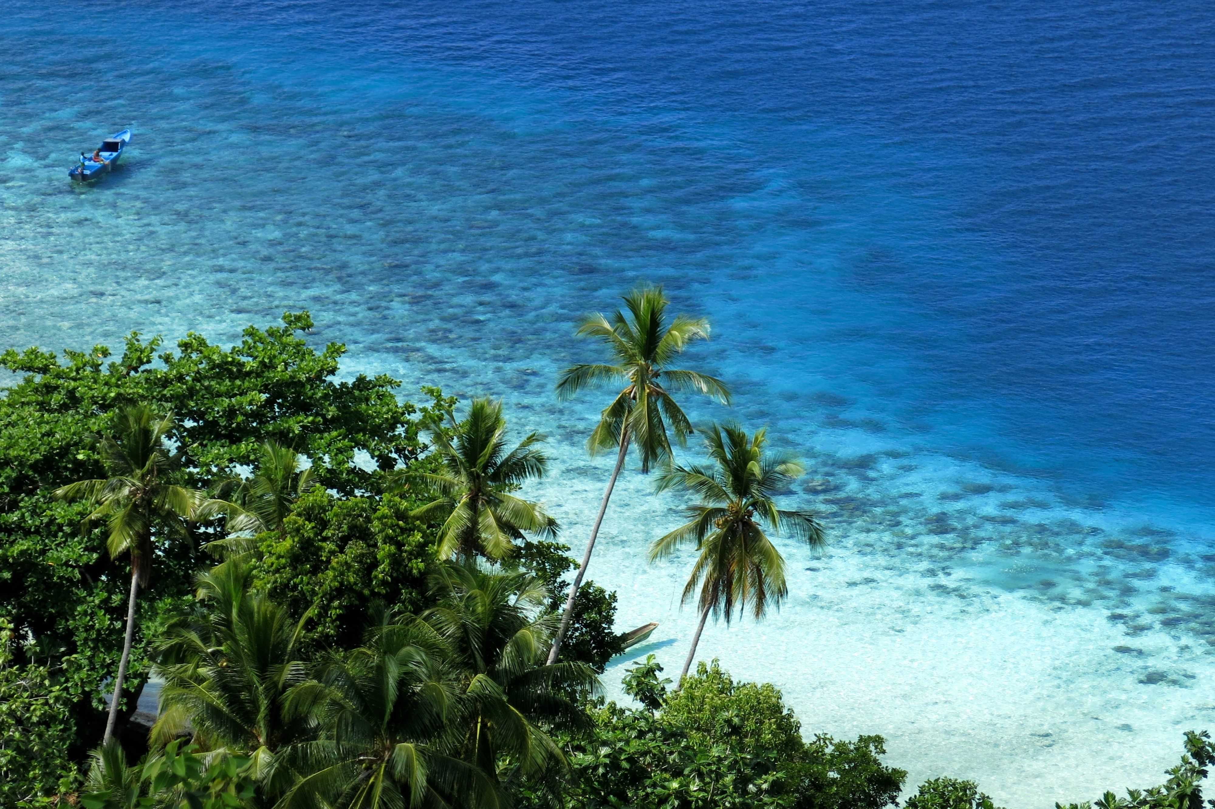 Aerial view of palm trees, white sand and boat off clean blue sea shore in Ambon, Indonesia. 