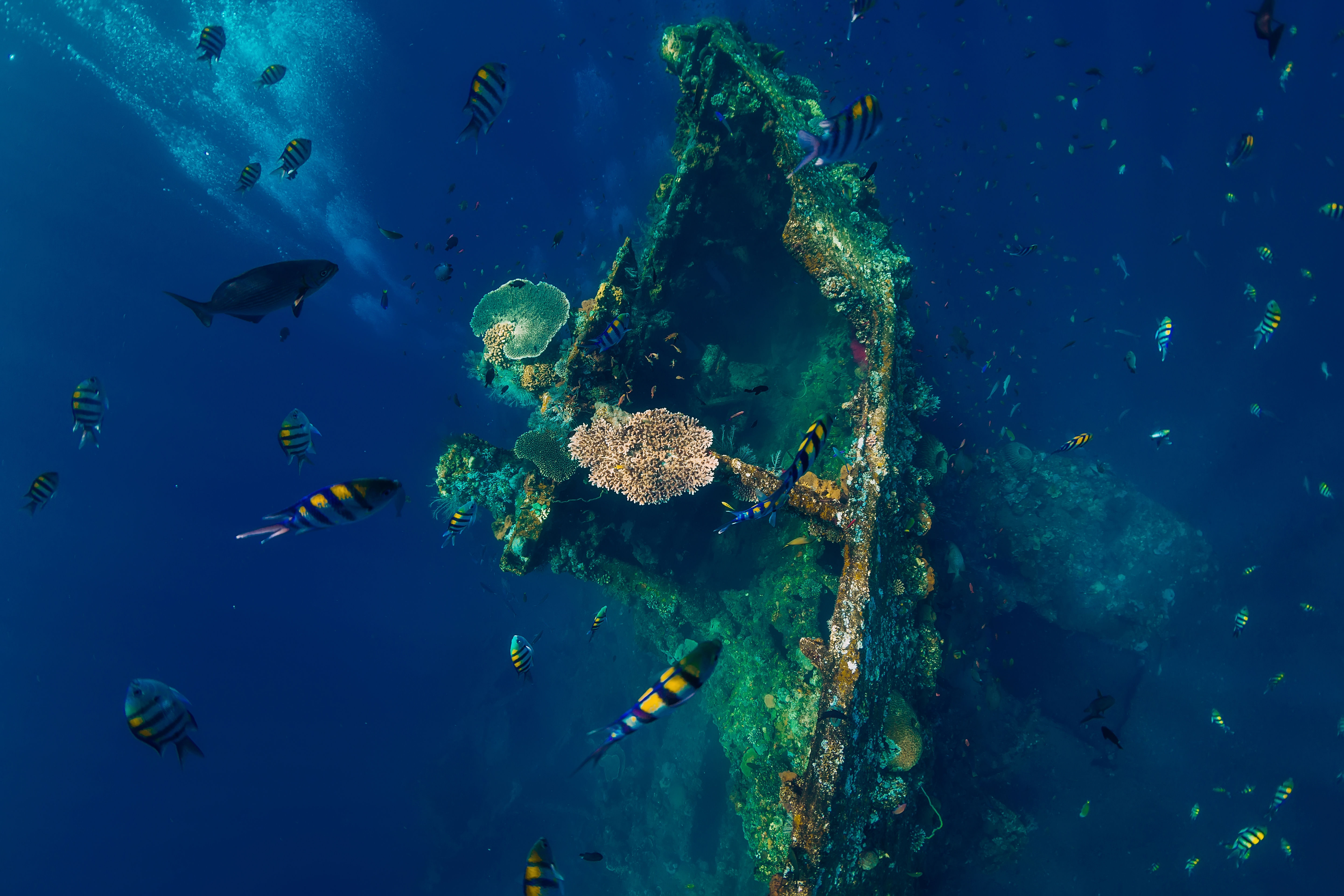 Underwater photo of the USAT Liberty wreck in deep blue water, corals, fish and divers bubbles, lying off the coast of Tulamben in Bali.