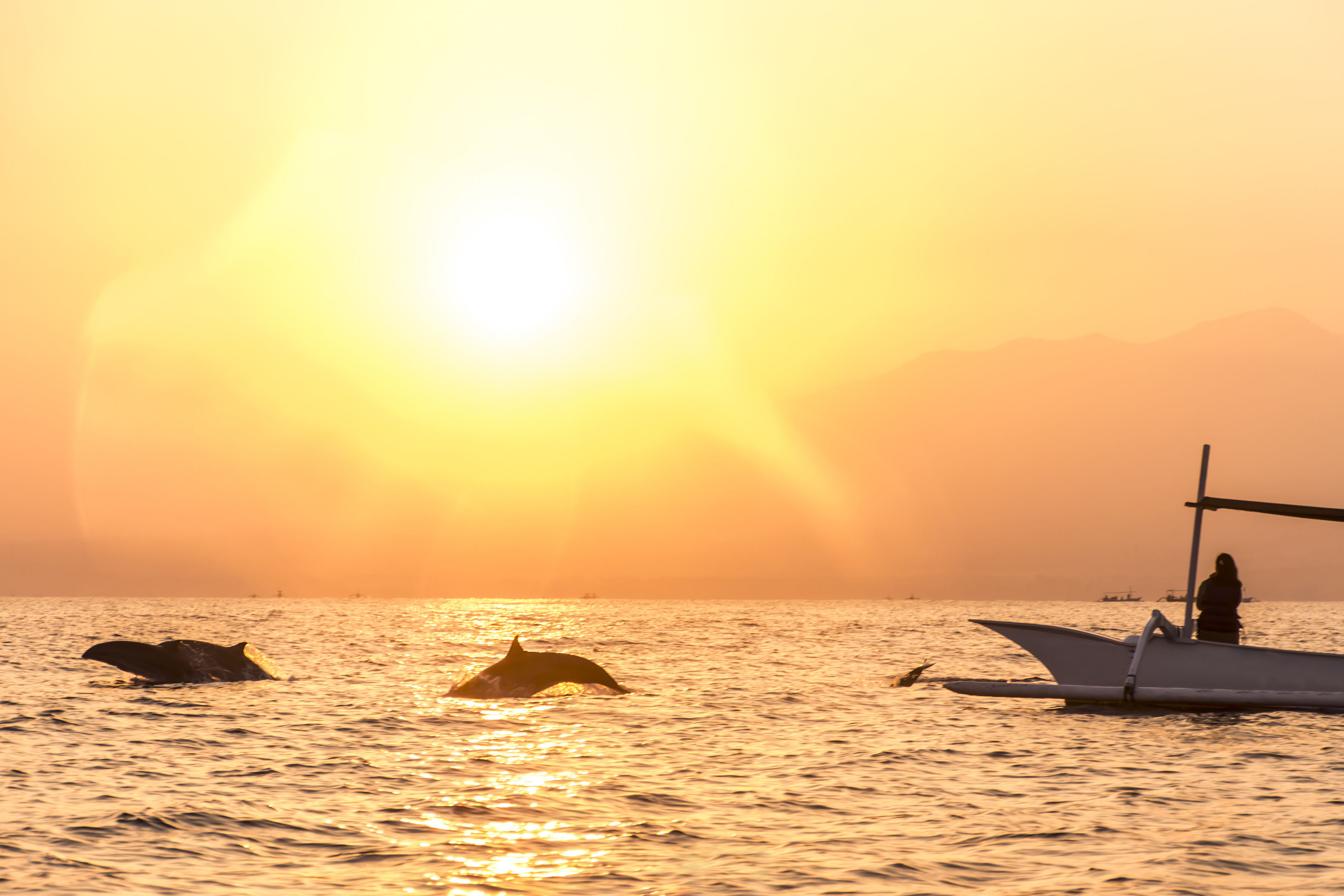 Dolphins swimming next to boat at sunset in Lovina, Bali. 