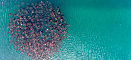 Huge school of mobula rays in turquoise waters of Cabo Pulmo, Mexico. 