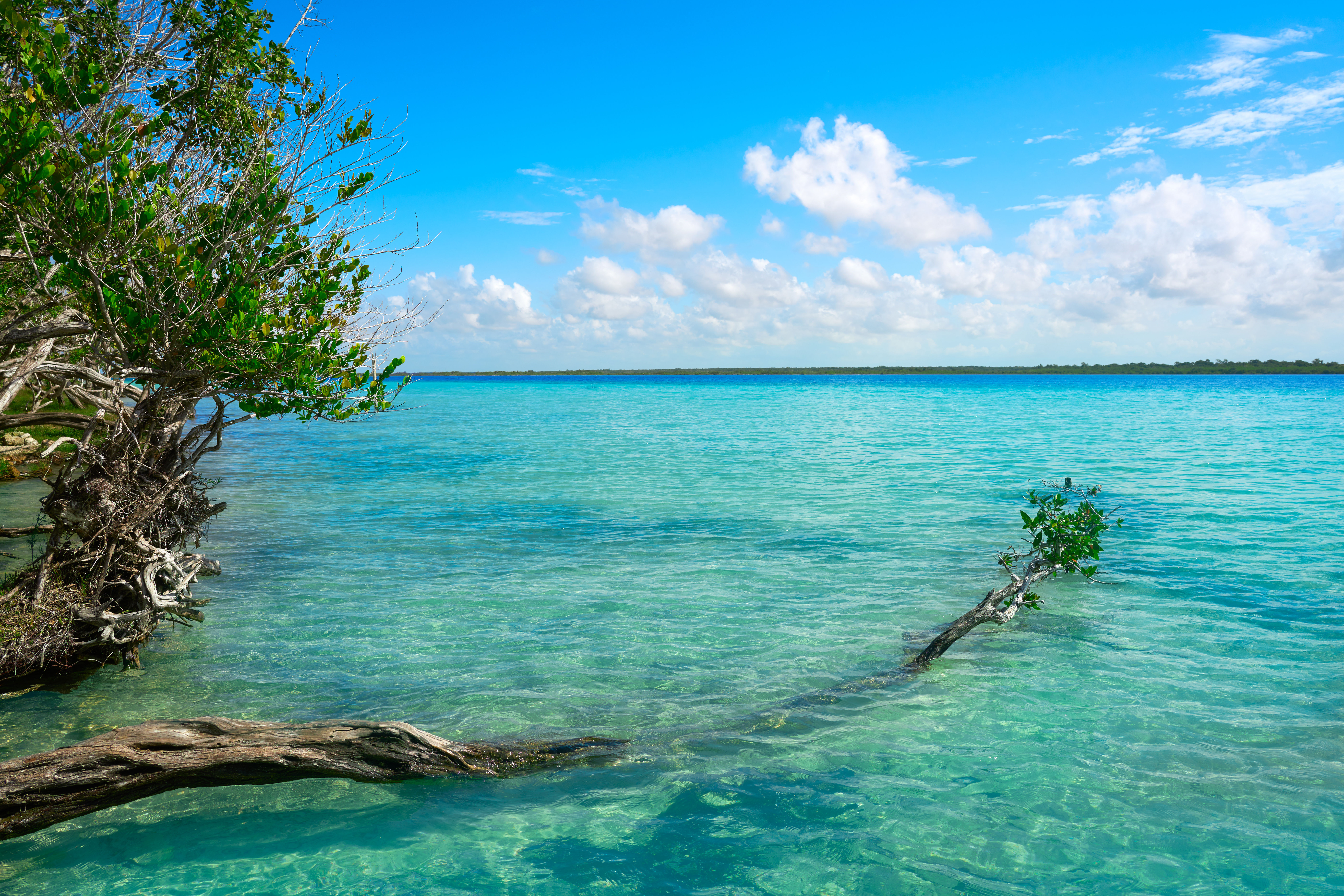 Fallen palm tree in crystal clear turquoise waters on banks of the shore in Mexico.