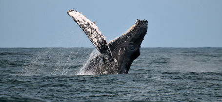 Humpback whale breaching the water in Nayarit, Mexico. 