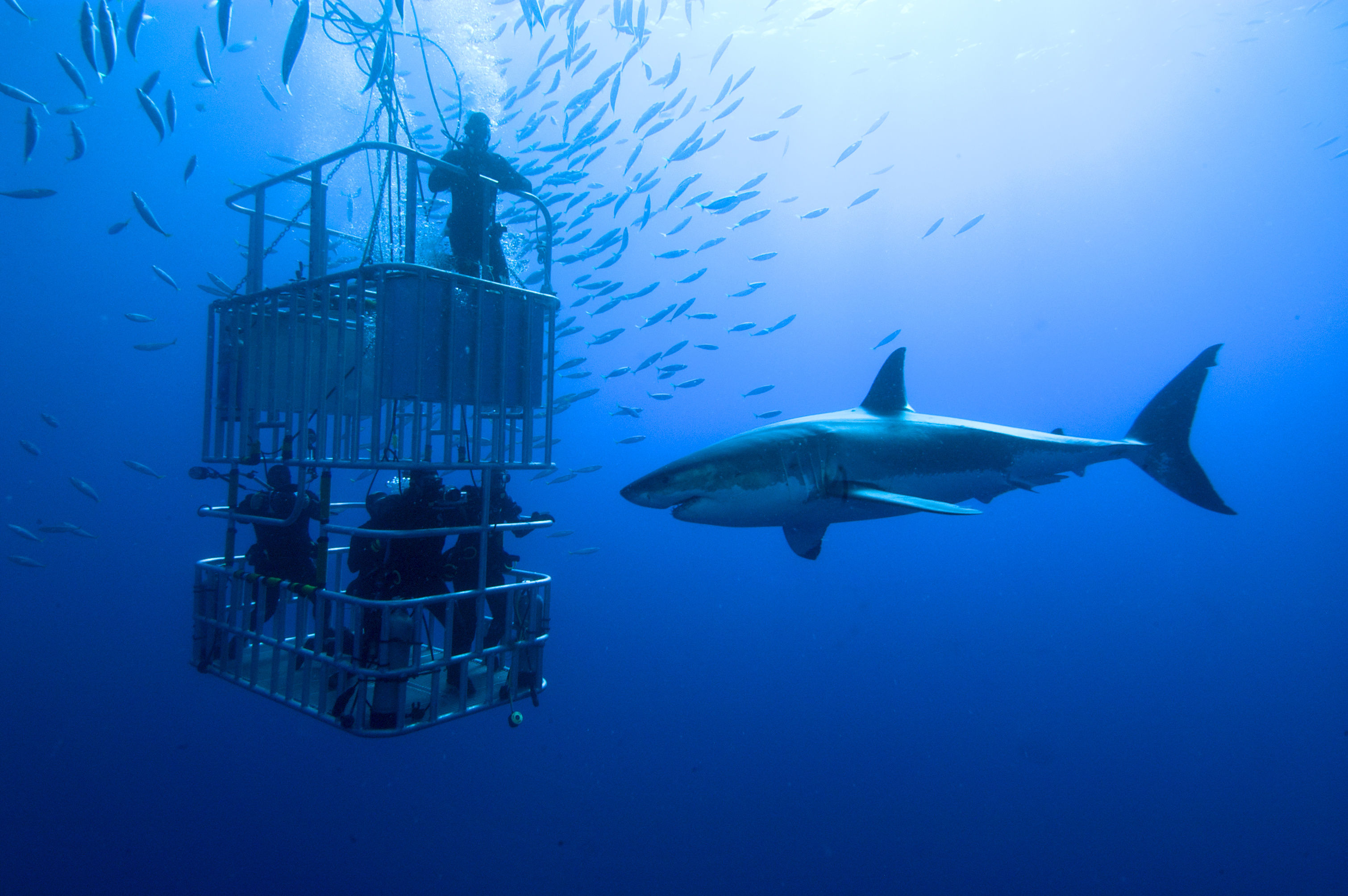 Scuba divers in cage while great white shark swims towards them in clear blue water in Baja California, Mexico.