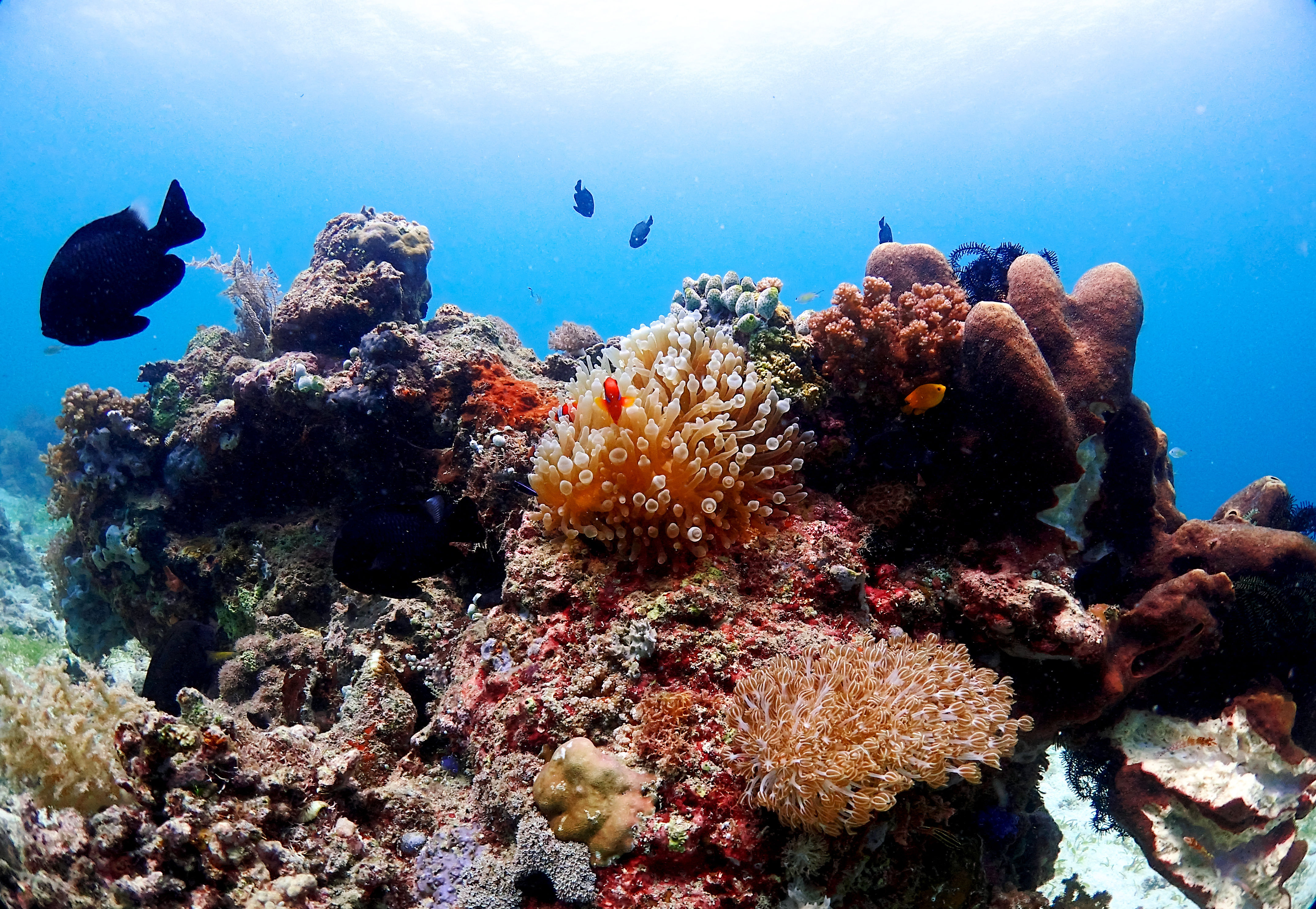 Anemonefish and coral in Mactan, Cebu, Philippines. 