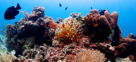 Anemonefish and coral in Mactan, Cebu, Philippines. 