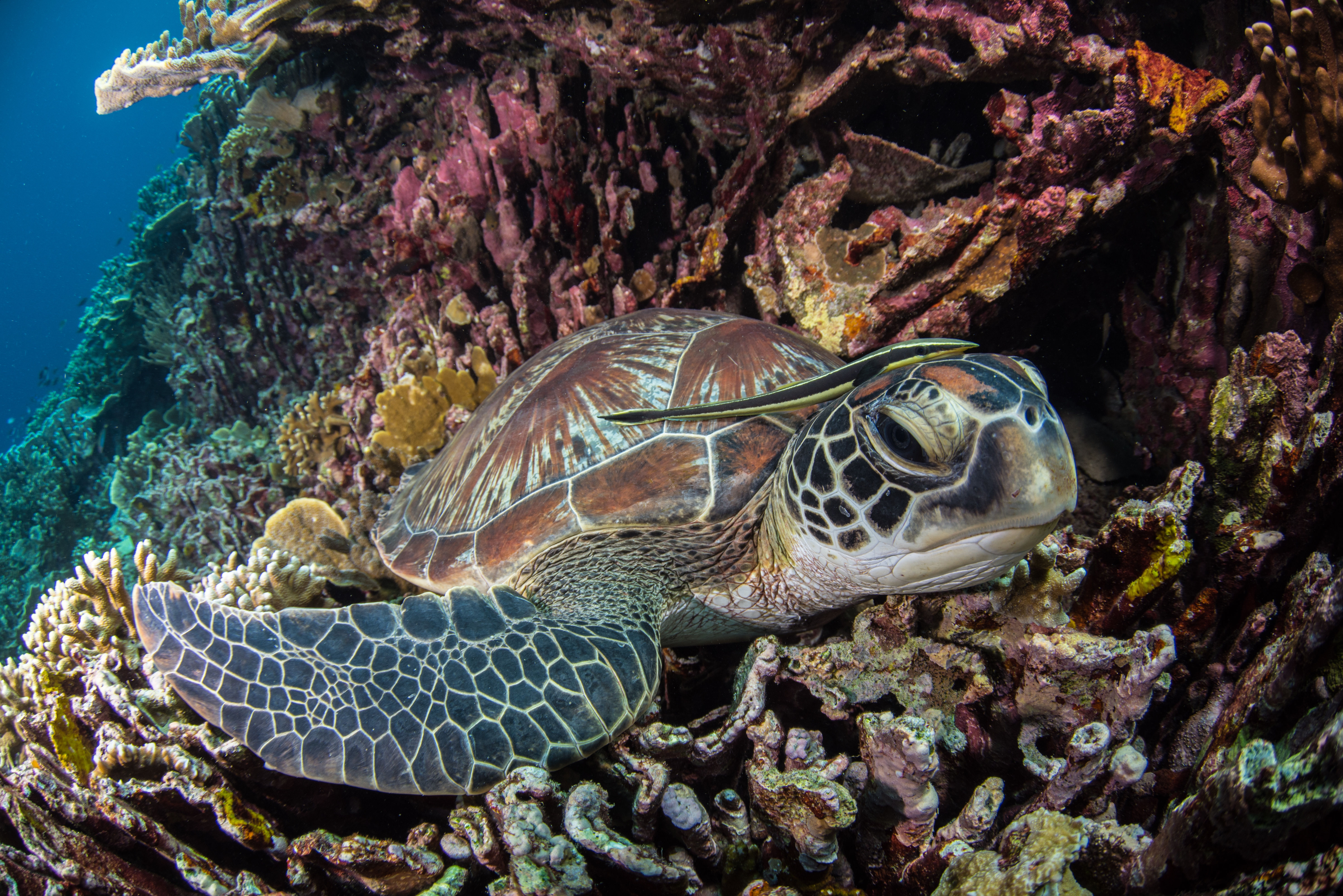 Green turtle resting on hard corals in the Philippines. 
