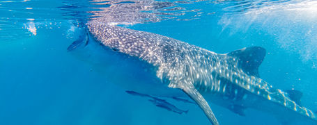 Whale shark swimming near the surface, filter feeding with remoras in Luzon, Philippines. 