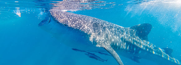 Whale shark swimming near the surface, filter feeding with remoras in Luzon, Philippines. 