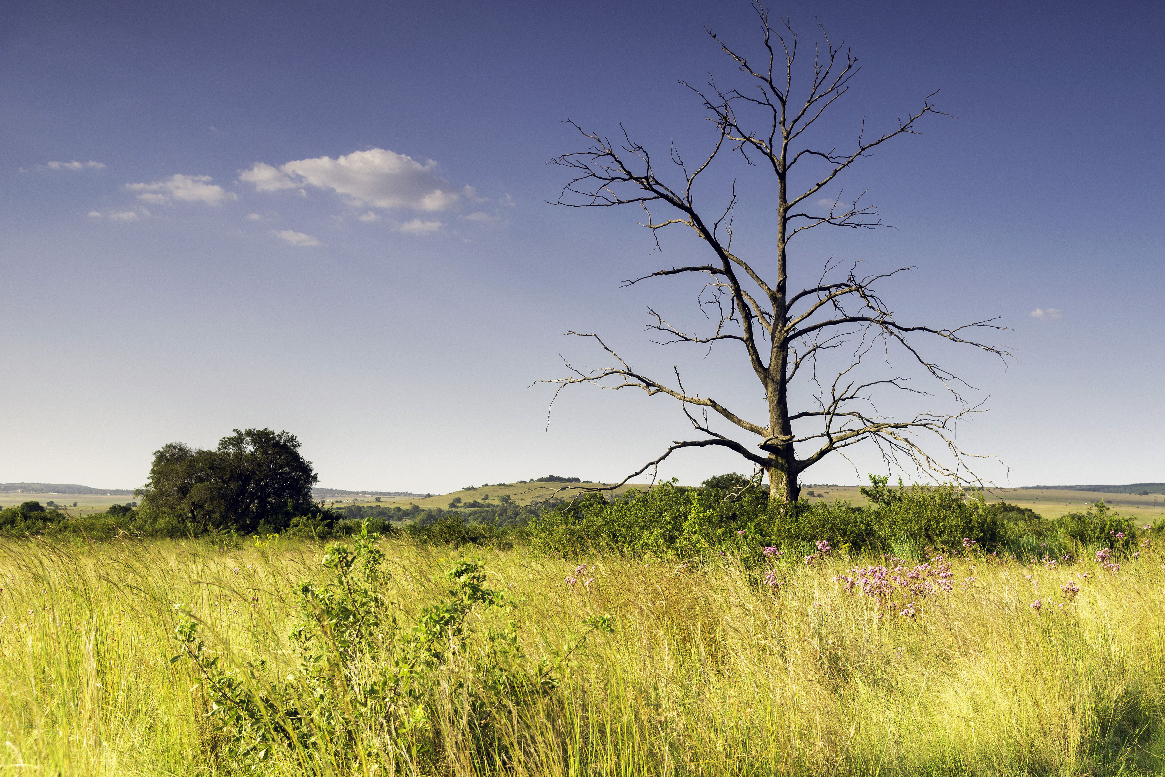 Lonely tree in Rietvlei Nature Reserve, Gauteng, South Africa