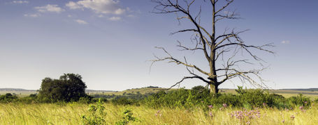 Lonely tree in Rietvlei Nature Reserve, Gauteng, South Africa