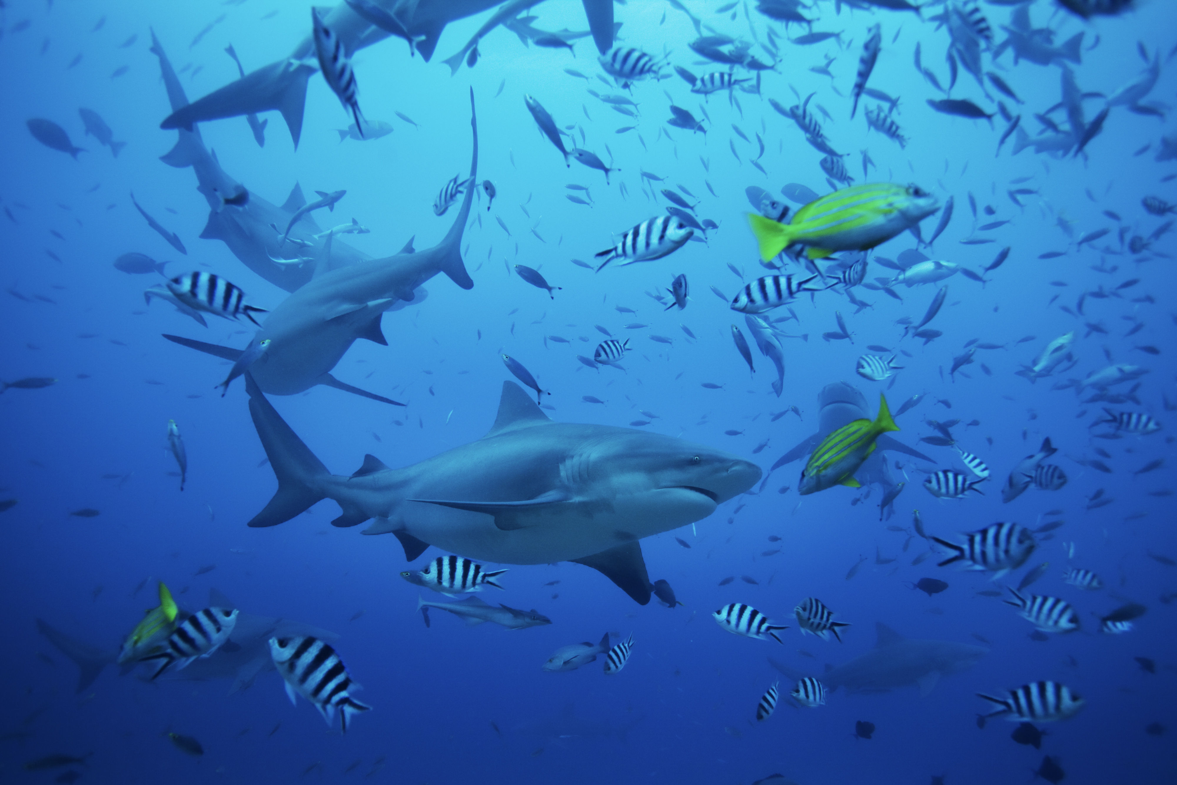 Sharks and fish underwater in Beqa Island, Fiji.
